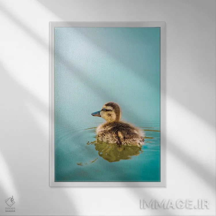 تابلو دکوراتیو جوجه اردک در آب فیروزه ای اثر نیک ریو - نمای قابدار سفید