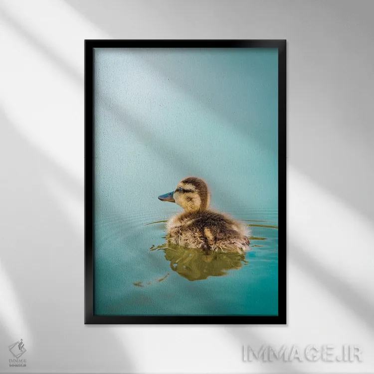 تابلو دکوراتیو جوجه اردک در آب فیروزه ای اثر نیک ریو - نمای قابدار مشکی
