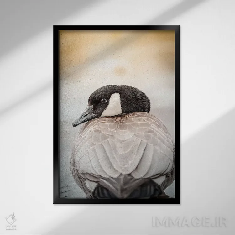 تابلو دکوراتیو پرتره نزدیک غاز اثر نیک ریو - نمای قابدار مشکی