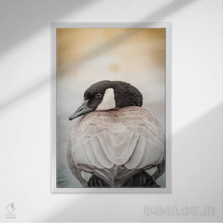 تابلو دکوراتیو پرتره نزدیک غاز اثر نیک ریو - نمای قابدار سفید