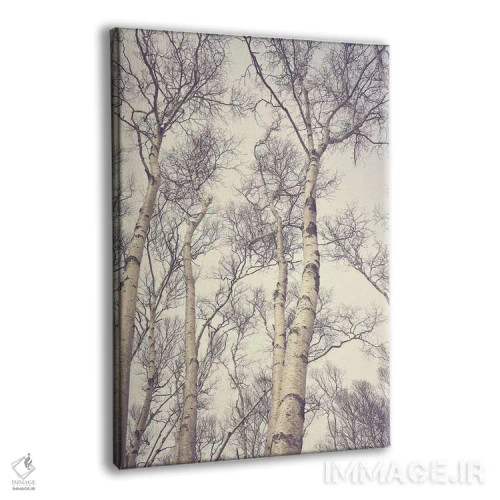 تابلو دکوراتیو درختان غان اثر اولیویا جوی سنت کلر - نمای پرسپکتیو محصول