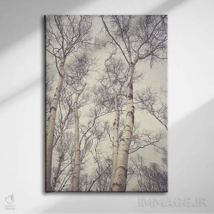 تابلو دکوراتیو درختان غان اثر اولیویا جوی سنت کلر - نمای روبهرو روی دیوار
