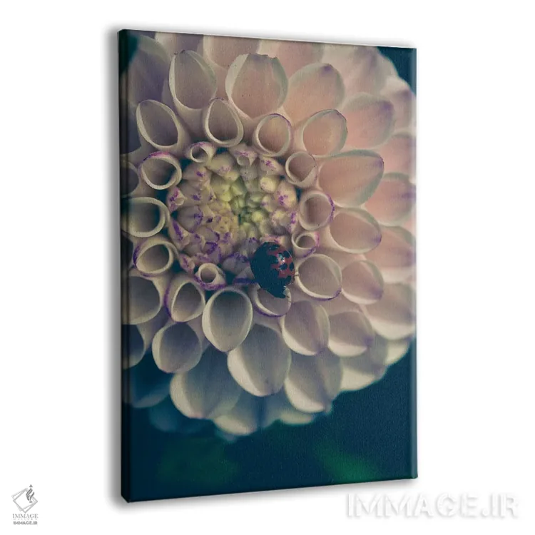 تابلو دکوراتیو کوکب، صورتی ملایم اثر اولیویا جوی سنت کلر - نمای پرسپکتیو محصول