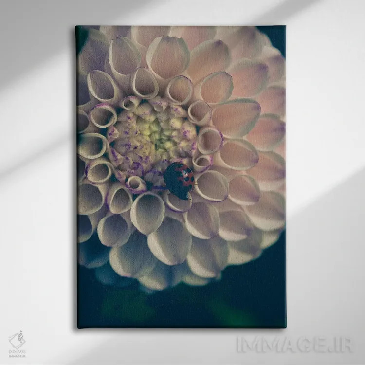 تابلو دکوراتیو کوکب، صورتی ملایم اثر اولیویا جوی سنت کلر - نمای روبهرو روی دیوار