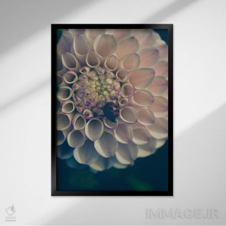 تابلو دکوراتیو کوکب، صورتی ملایم اثر اولیویا جوی سنت کلر - نمای قابدار مشکی