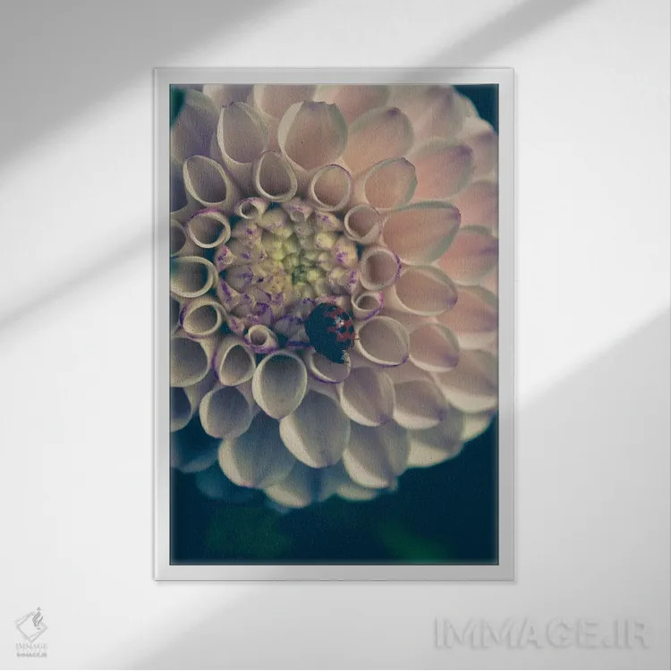 تابلو دکوراتیو کوکب، صورتی ملایم اثر اولیویا جوی سنت کلر - نمای قابدار سفید