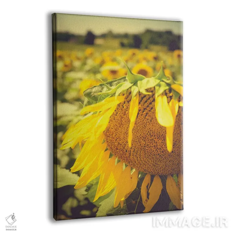 تابلو دکوراتیو آفتابگردان های خیال انگیز تابستانی I اثر اولیویا جوی سنت کلر - نمای پرسپکتیو محصول