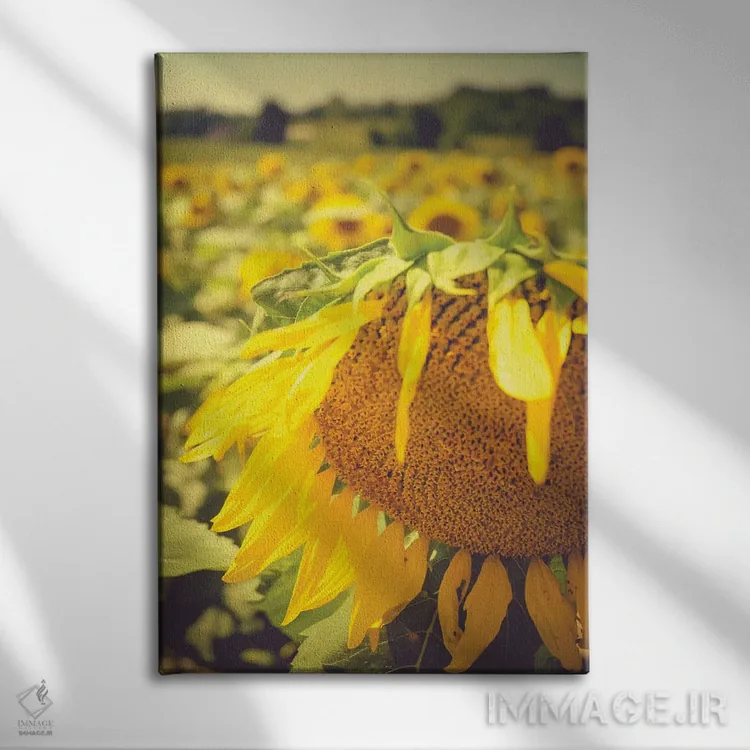 تابلو دکوراتیو آفتابگردان های خیال انگیز تابستانی I اثر اولیویا جوی سنت کلر - نمای روبهرو روی دیوار