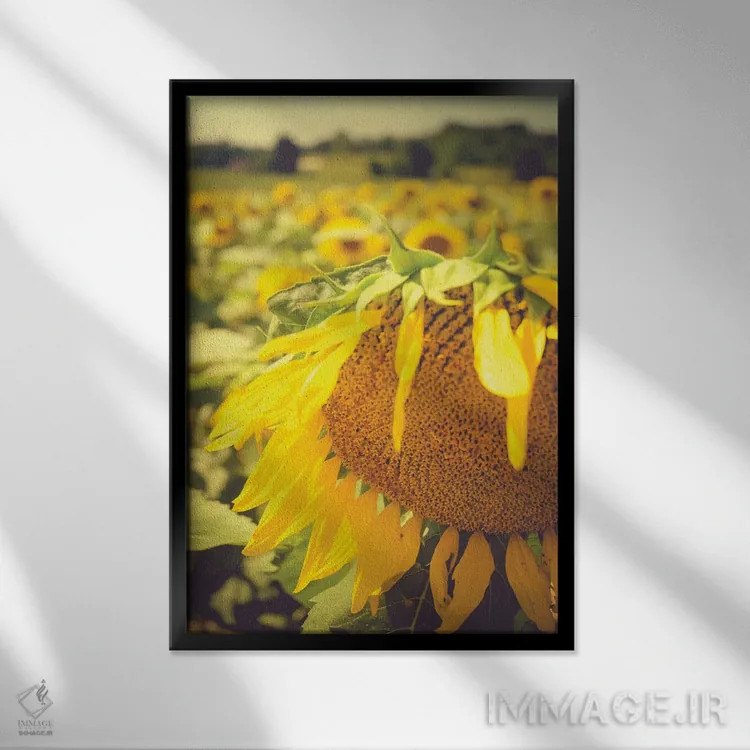 تابلو دکوراتیو آفتابگردان های خیال انگیز تابستانی I اثر اولیویا جوی سنت کلر - نمای قابدار مشکی