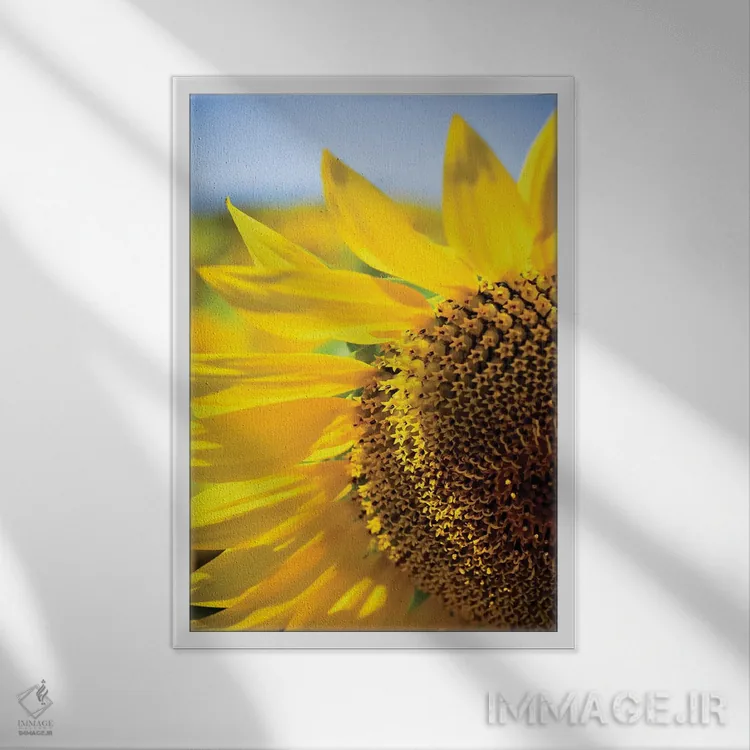 تابلو دکوراتیو آفتابگردان های خیال انگیز تابستانی IV اثر اولیویا جوی سنت کلر - نمای قابدار سفید
