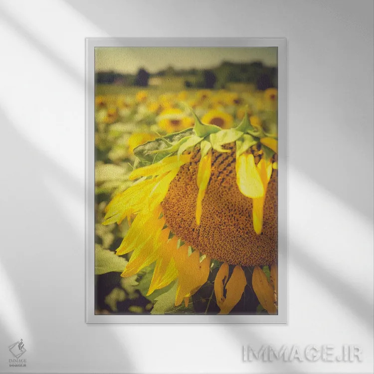 تابلو دکوراتیو آفتابگردان های خیال انگیز تابستانی I اثر اولیویا جوی سنت کلر - نمای قابدار سفید
