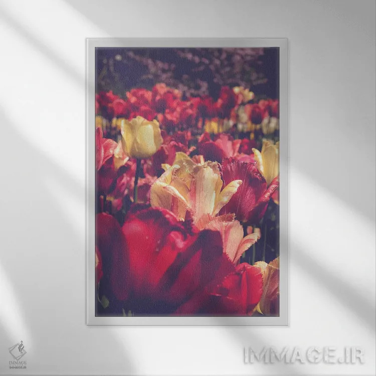 تابلو دکوراتیو عشق لاله ها اثر اولیویا جوی سنت کلر - نمای قابدار سفید