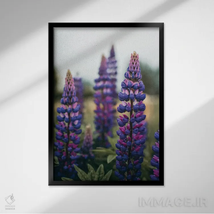 تابلو دکوراتیو گل های لوپین در چمنزار بهاری LI اثر اولیویا جوی سنت کلر - نمای قابدار مشکی