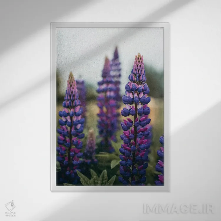 تابلو دکوراتیو گل های لوپین در چمنزار بهاری LI اثر اولیویا جوی سنت کلر - نمای قابدار سفید