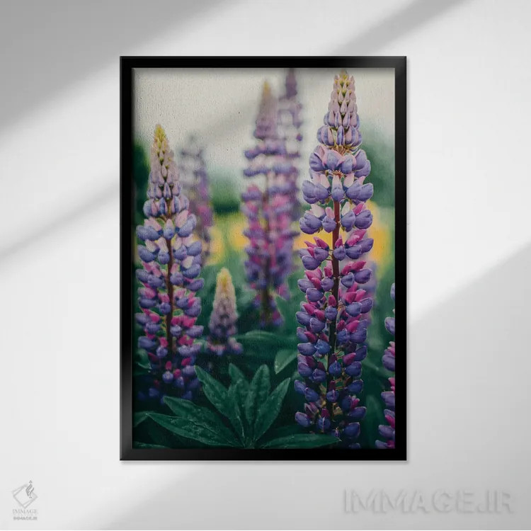 تابلو دکوراتیو گل های لوپین در چمنزار بهاری اثر اولیویا جوی سنت کلر - نمای قابدار مشکی