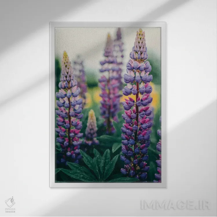 تابلو دکوراتیو گل های لوپین در چمنزار بهاری اثر اولیویا جوی سنت کلر - نمای قابدار سفید