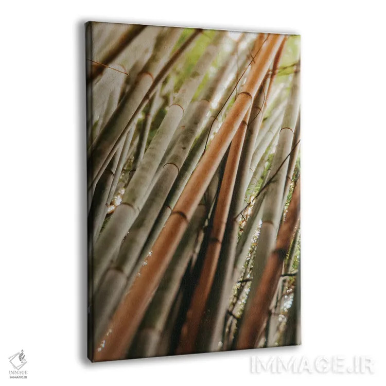 تابلو مینیمال مطالعه بامبو LI اثر اولیویا جوی سنت کلر - نمای پرسپکتیو محصول