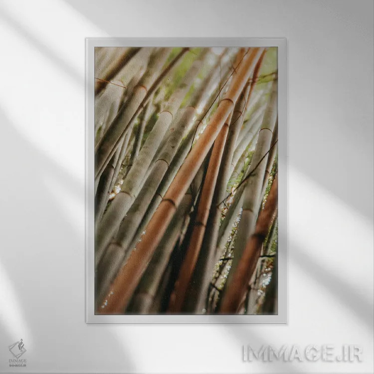 تابلو مینیمال مطالعه بامبو LI اثر اولیویا جوی سنت کلر - نمای قابدار سفید
