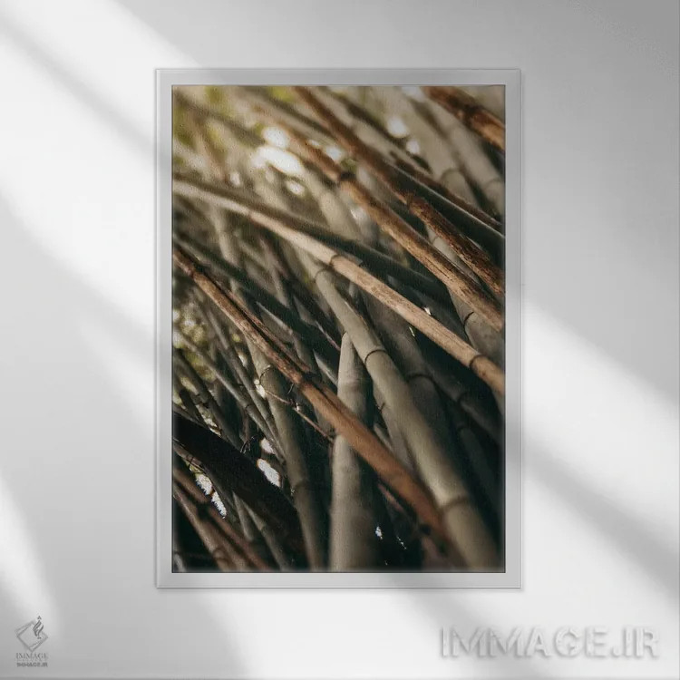 تابلو مینیمال مطالعه بامبو L اثر اولیویا جوی سنت کلر - نمای قابدار سفید