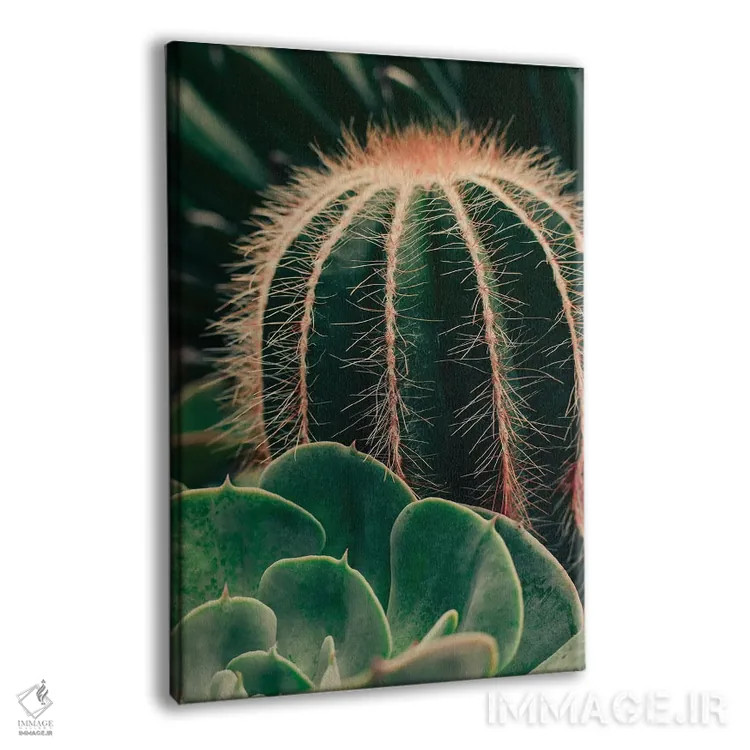 تابلو دکوراتیو کاکتوس و ساکولنت اثر اولیویا جوی سنت کلر - نمای پرسپکتیو محصول