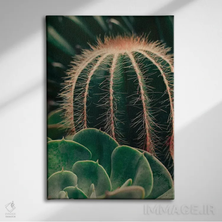 تابلو دکوراتیو کاکتوس و ساکولنت اثر اولیویا جوی سنت کلر - نمای روبهرو روی دیوار