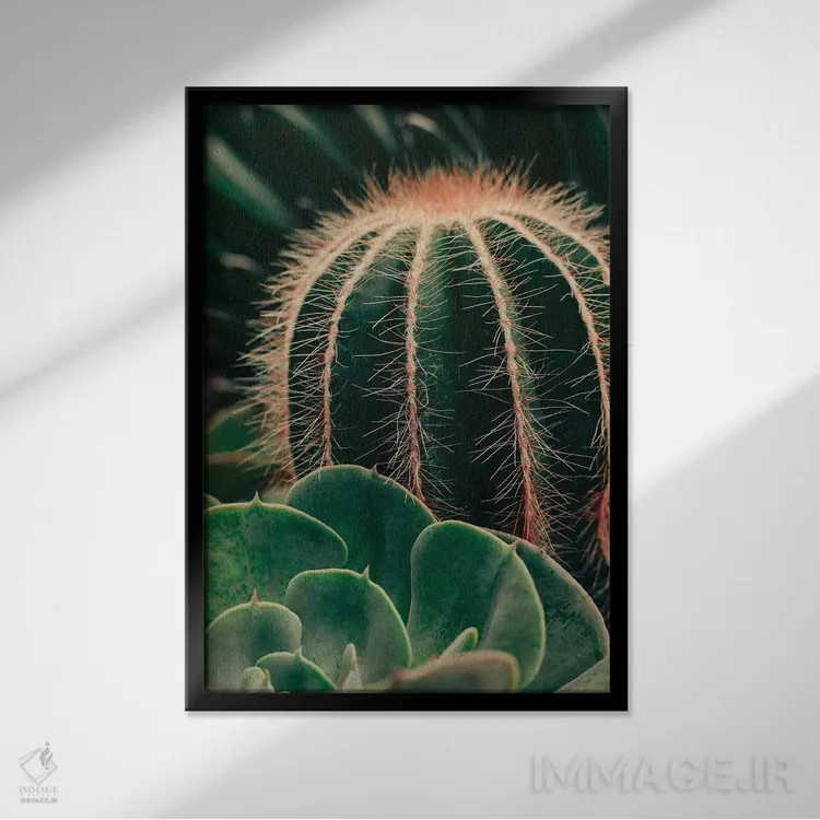 تابلو دکوراتیو کاکتوس و ساکولنت اثر اولیویا جوی سنت کلر - نمای قابدار مشکی