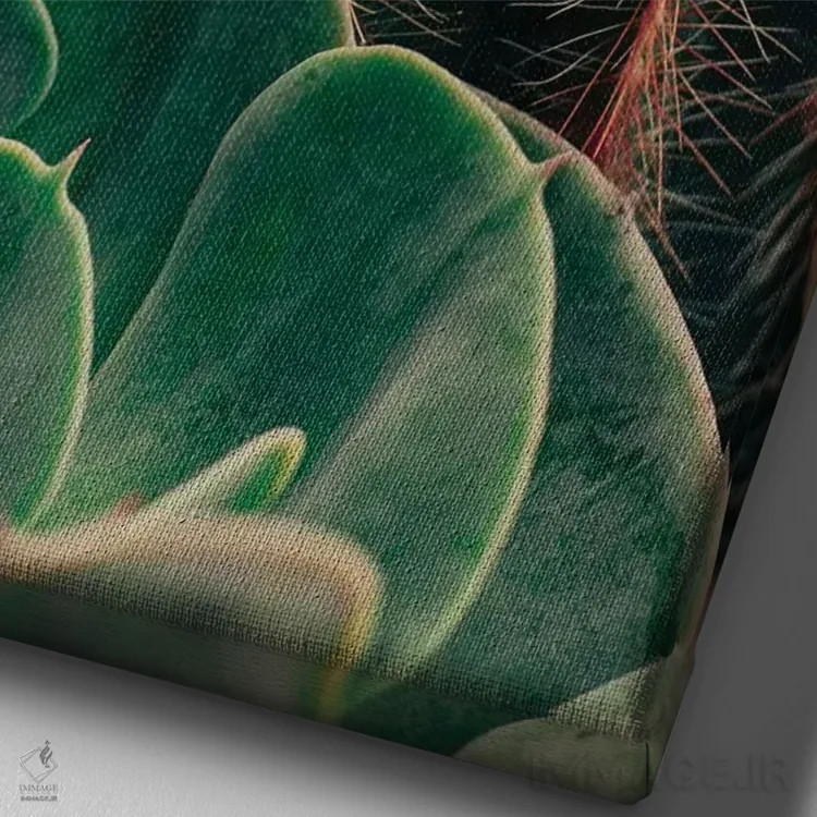 تابلو دکوراتیو کاکتوس و ساکولنت اثر اولیویا جوی سنت کلر - نمای نزدیک بافت بوم