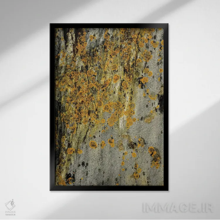 تابلو دکوراتیو گلسنگ روی سنگ اثر اولیویا جوی سنت کلر - نمای قابدار مشکی