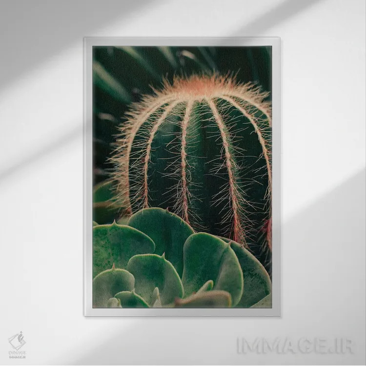 تابلو دکوراتیو کاکتوس و ساکولنت اثر اولیویا جوی سنت کلر - نمای قابدار سفید