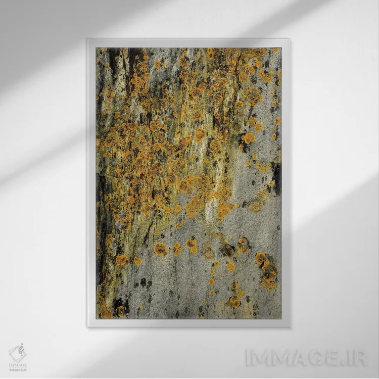 تابلو دکوراتیو گلسنگ روی سنگ اثر اولیویا جوی سنت کلر - نمای قابدار سفید