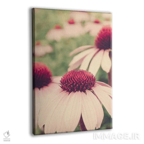 تابلو دکوراتیو نقاشی گیاه شناسی تابستانی I اثر اولیویا جوی سنت کلر - نمای پرسپکتیو محصول