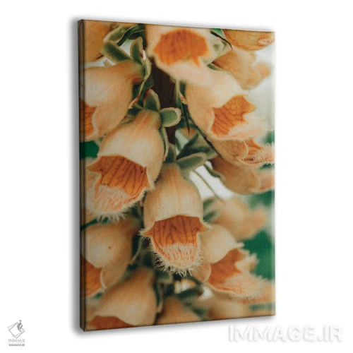 تابلو دکوراتیو نقاشی گیاه شناسی تابستانی III اثر اولیویا جوی سنت کلر - نمای پرسپکتیو محصول