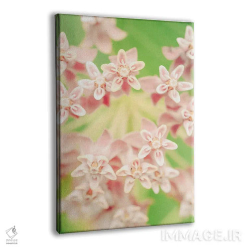 تابلو دکوراتیو نقاشی گیاه شناسی تابستانی II اثر اولیویا جوی سنت کلر - نمای پرسپکتیو محصول