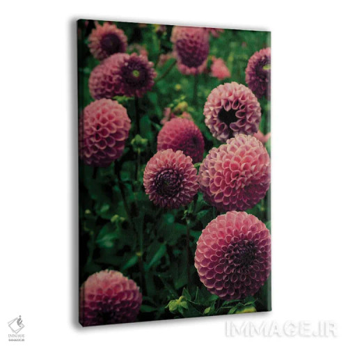 تابلو دکوراتیو گل های زیبای دالیا اثر اولیویا جوی سنت کلر - نمای پرسپکتیو محصول