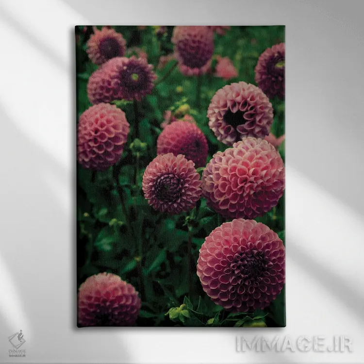 تابلو دکوراتیو گل های زیبای دالیا اثر اولیویا جوی سنت کلر - نمای روبهرو روی دیوار