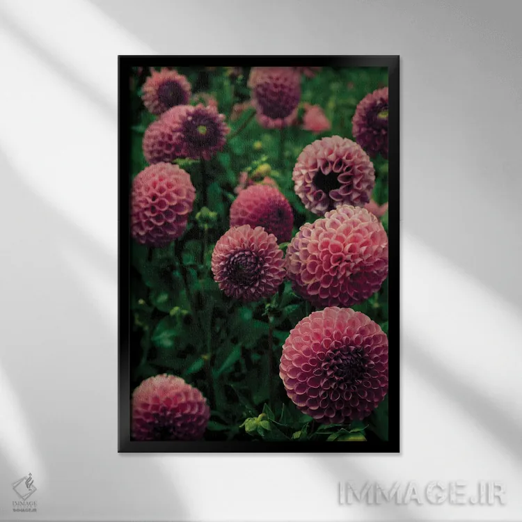 تابلو دکوراتیو گل های زیبای دالیا اثر اولیویا جوی سنت کلر - نمای قابدار مشکی