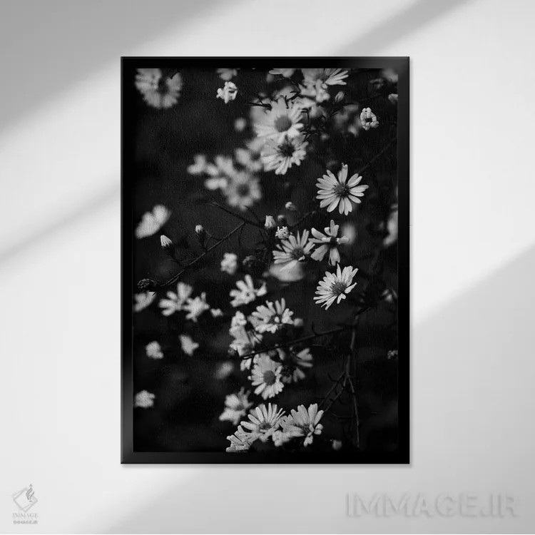 تابلو دکوراتیو بابونه های کوچک تابستانی اثر اولیویا جوی سنت کلر - نمای قابدار مشکی