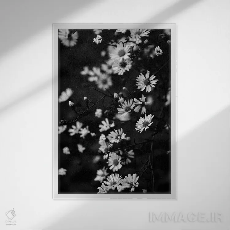 تابلو دکوراتیو بابونه های کوچک تابستانی اثر اولیویا جوی سنت کلر - نمای قابدار سفید