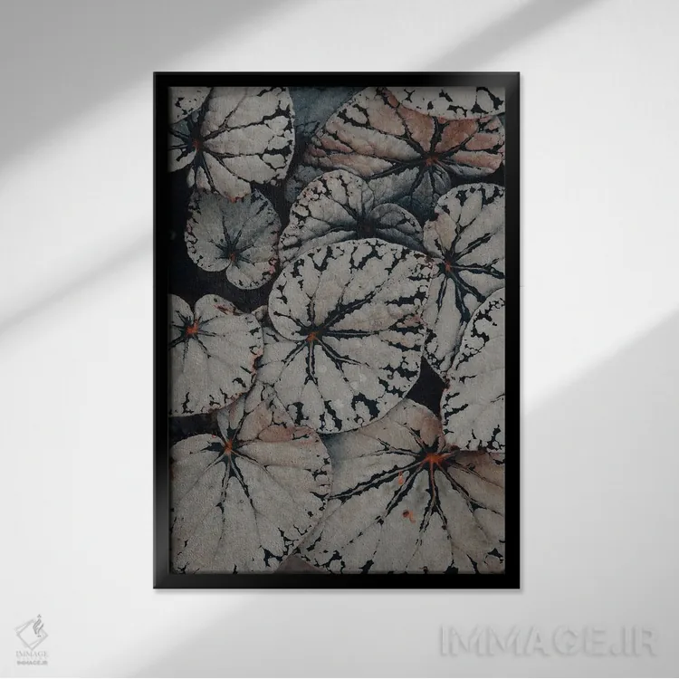 تابلو دکوراتیو مطالعه برگ بگونیا اثر اولیویا جوی سنت کلر - نمای قابدار مشکی