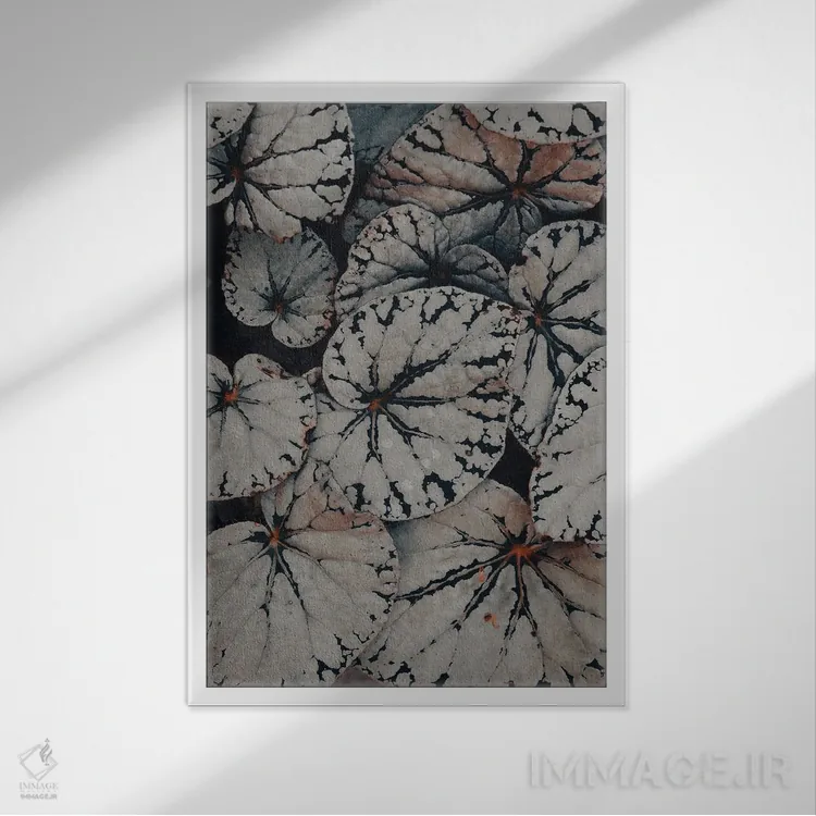 تابلو دکوراتیو مطالعه برگ بگونیا اثر اولیویا جوی سنت کلر - نمای قابدار سفید