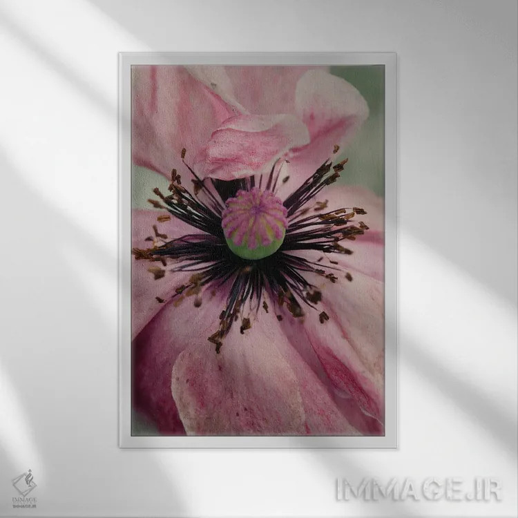 تابلو دکوراتیو گل شقایق اثر اولیویا جوی سنت کلر - نمای قابدار سفید