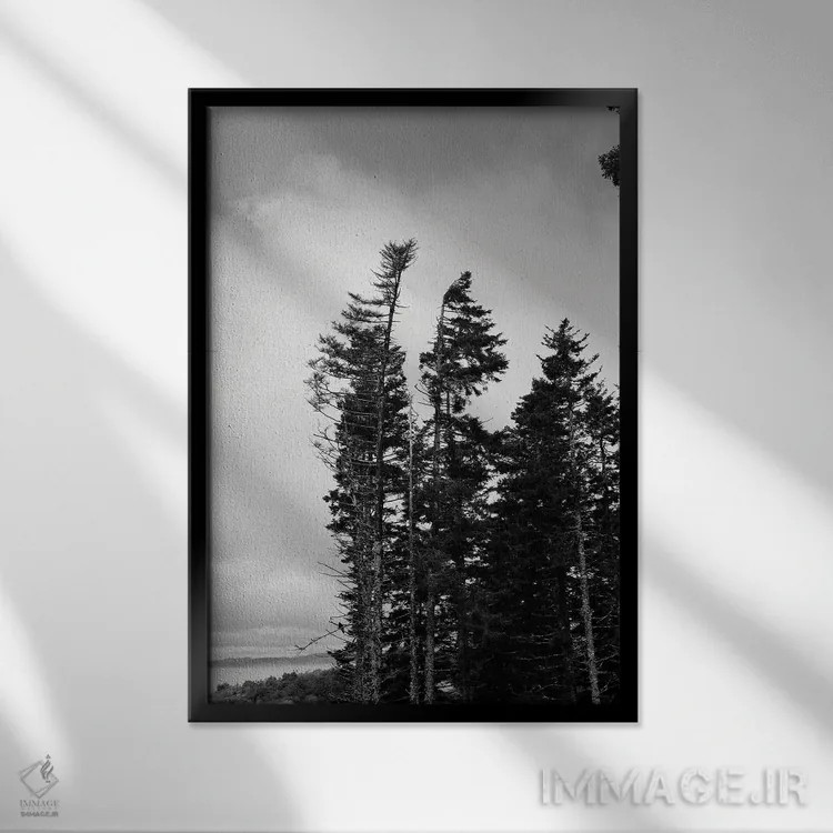 تابلو دکوراتیو درختان همیشه سبز بلند اثر اولیویا جوی سنت کلر - نمای قابدار مشکی