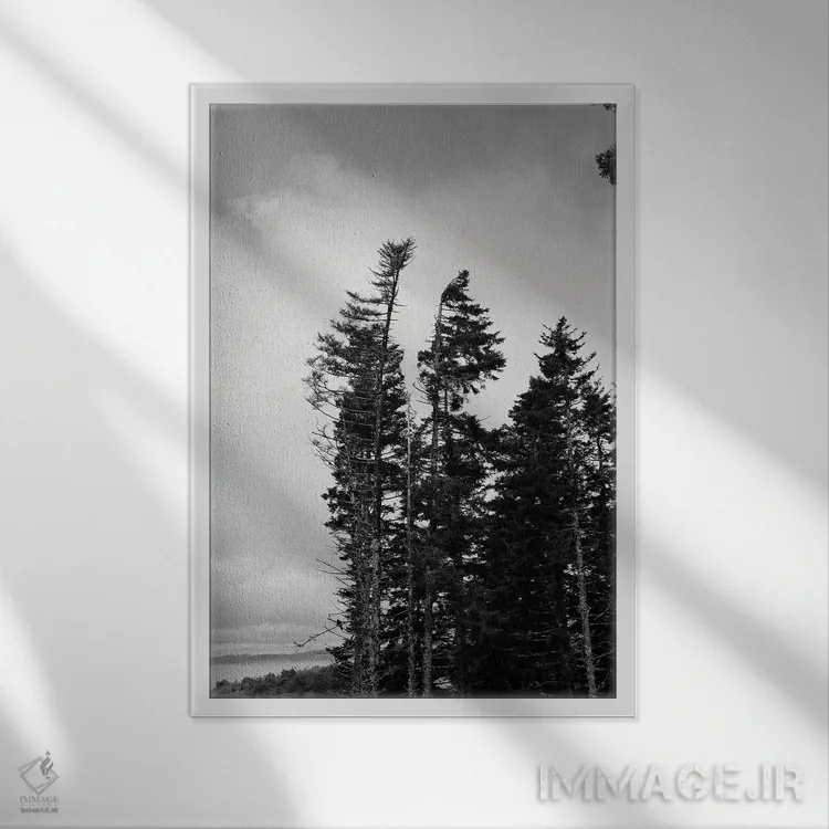 تابلو دکوراتیو درختان همیشه سبز بلند اثر اولیویا جوی سنت کلر - نمای قابدار سفید