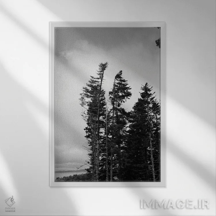 تابلو دکوراتیو درختان همیشه سبز بلند اثر اولیویا جوی سنت کلر - نمای قابدار سفید