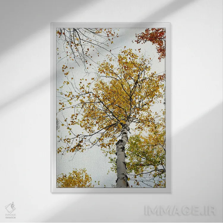 تابلو دکوراتیو درخت توس زرد پاییزی اثر اولیویا جوی سنت کلر - نمای قابدار سفید