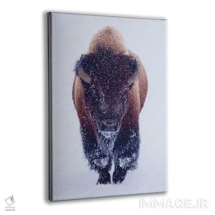 تابلو دکوراتیو گاومیش کوهان دار در برف اثر اولنا آرت - نمای پرسپکتیو محصول