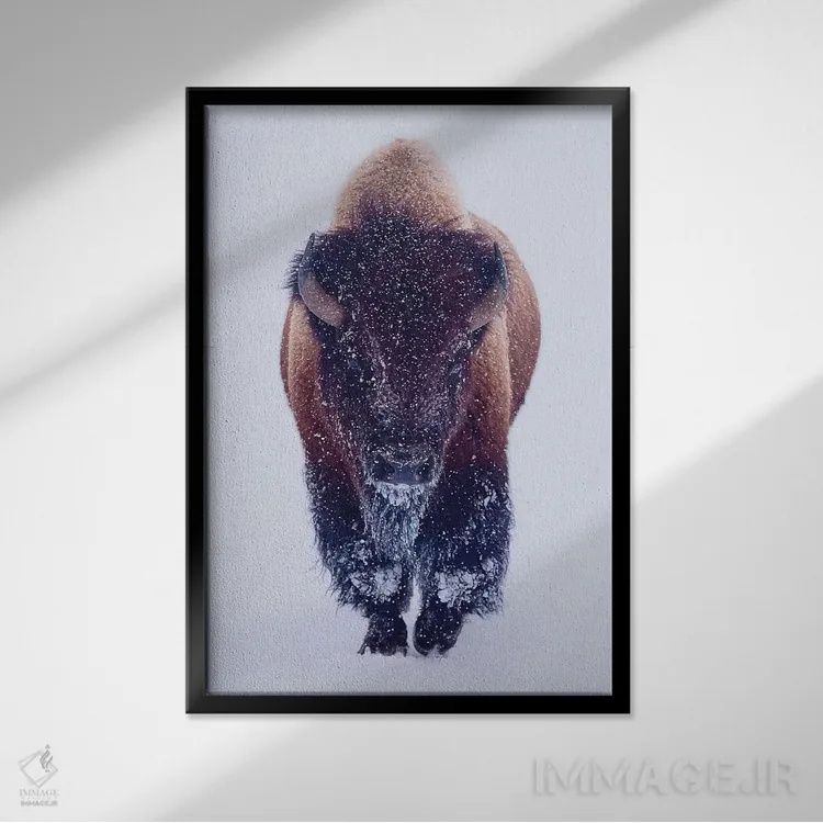 تابلو دکوراتیو گاومیش کوهان دار در برف اثر اولنا آرت - نمای قابدار مشکی