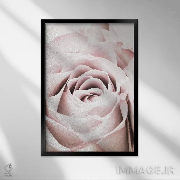 تابلو دکوراتیو گل رز صورتی ۶ اثر استودیو ۱ایکس - نمای قابدار مشکی