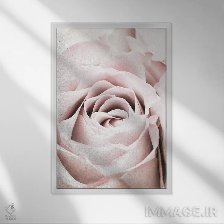 تابلو دکوراتیو گل رز صورتی ۶ اثر استودیو ۱ایکس - نمای قابدار سفید