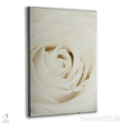 تابلو دکوراتیو گل رز سفید اثر استودیو ۱ایکس ۳ - نمای پرسپکتیو محصول